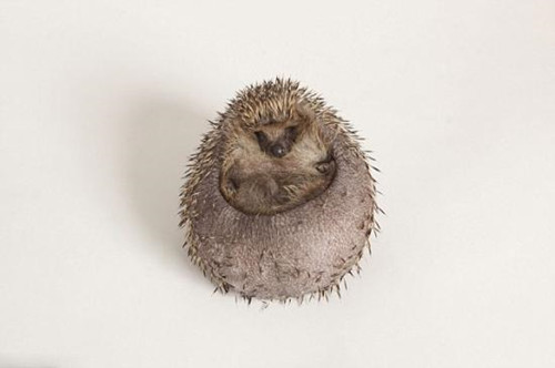 英國(guó)刺猬吃成胖墩:被強(qiáng)制減肥樣子萌翻天