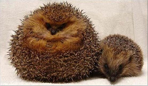 英國(guó)刺猬吃成胖墩:被強(qiáng)制減肥樣子萌翻天